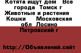 Котята ищут дом - Все города, Томск г. Животные и растения » Кошки   . Московская обл.,Лосино-Петровский г.